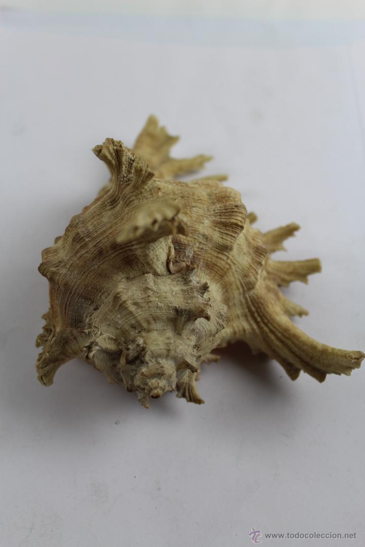 Coleccionismo de moluscos: CHICOREUS RAMOSUS. - Foto 4