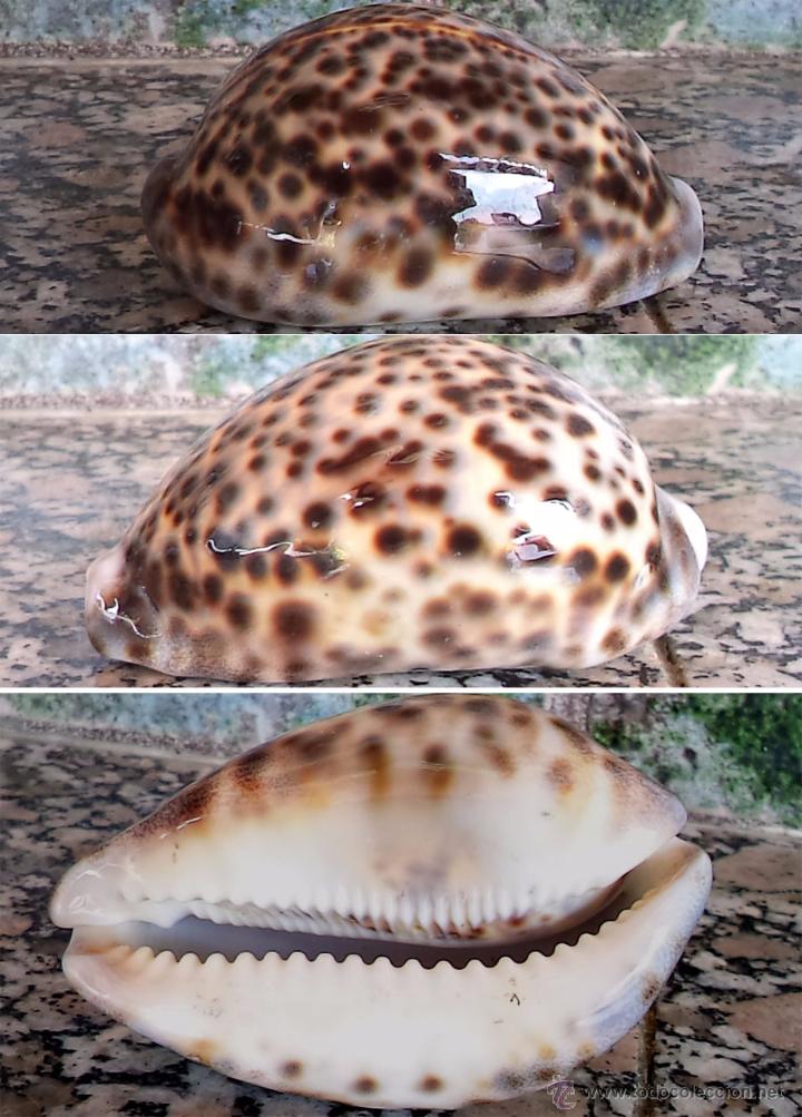 Coleccionismo de moluscos: CONCHA MARINA CYPRAEA 9 cm. DE LARGA - Foto 1