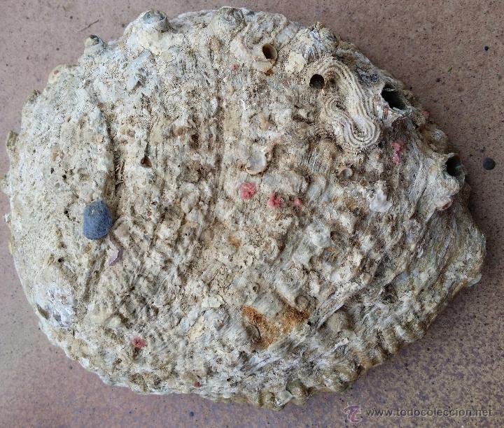 Coleccionismo de moluscos: Concha Marina de N&aacute;car Oreja de Mar - Foto 2