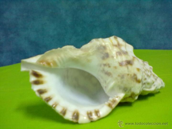 Coleccionismo de moluscos: CARACOLA MARINA - Foto 2