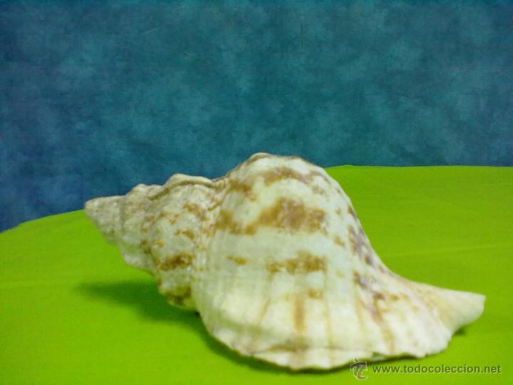 Coleccionismo de moluscos: CARACOLA MARINA - Foto 3