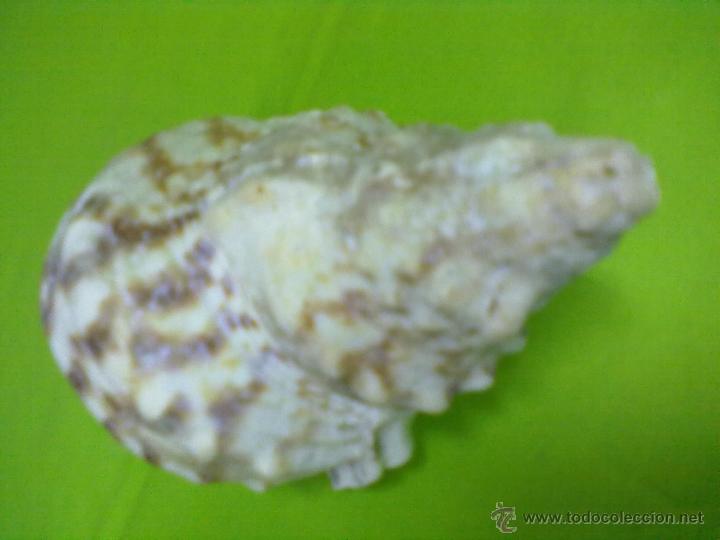 Coleccionismo de moluscos: CARACOLA MARINA - Foto 4
