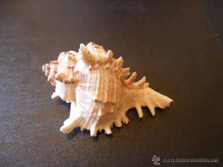 Coleccionismo de moluscos: CARACOLA DE MAR - Foto 1
