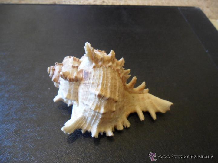Coleccionismo de moluscos: CARACOLA DE MAR - Foto 2