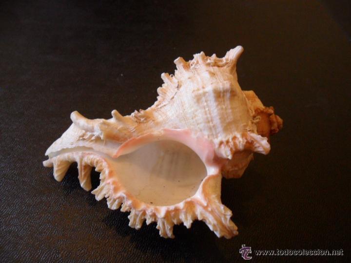 Coleccionismo de moluscos: CARACOLA DE MAR - Foto 3