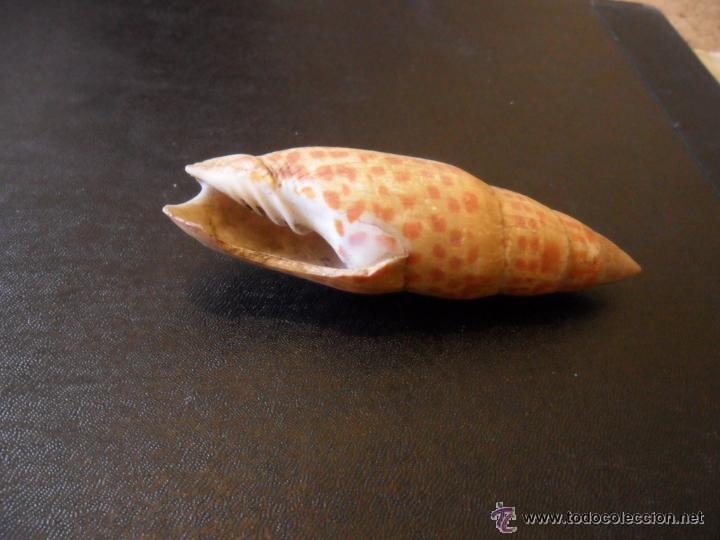 Coleccionismo de moluscos: ORIGINAL CARACOLA DE MAR - Foto 1