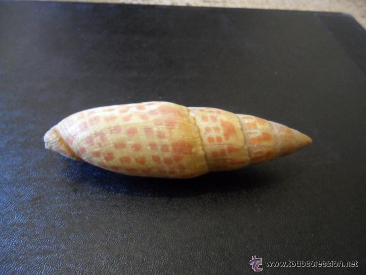 Coleccionismo de moluscos: ORIGINAL CARACOLA DE MAR - Foto 2