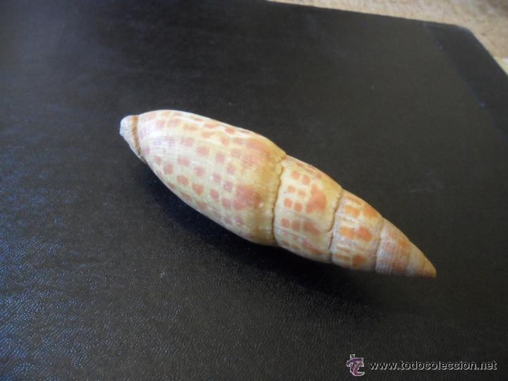 Coleccionismo de moluscos: ORIGINAL CARACOLA DE MAR - Foto 3