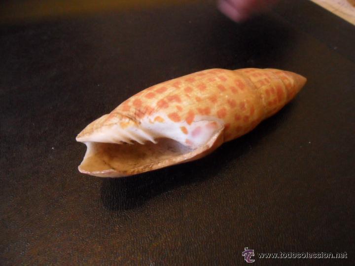Coleccionismo de moluscos: ORIGINAL CARACOLA DE MAR - Foto 4