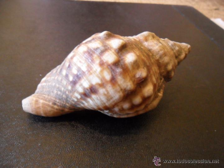 Coleccionismo de moluscos: CARACOLA DE MAR - Foto 3