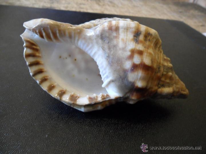 Coleccionismo de moluscos: CARACOLA DE MAR - Foto 4