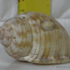 Coleccionismo de moluscos: PRECIOSA CARACOLA NATURAL DE COSTA BRAVA (MAR MEDITERRANEO). Lote 54288762