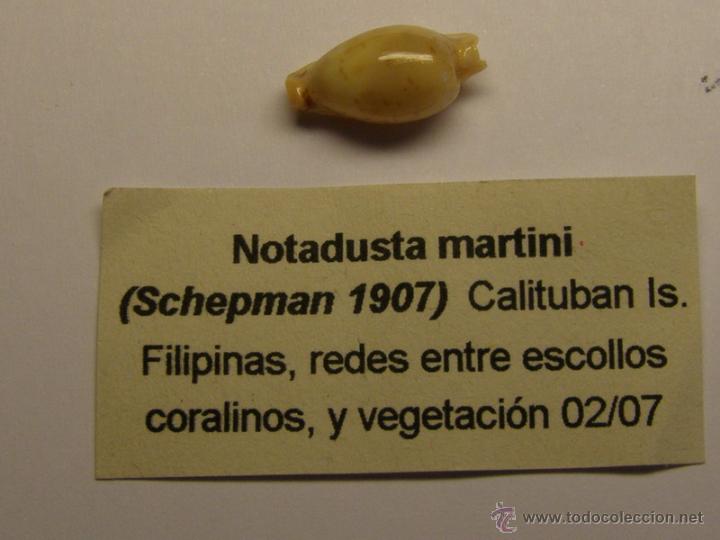 Coleccionismo de moluscos: Concha de cypraea Notadusta Martini. - Foto 1
