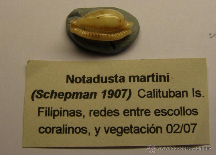 Coleccionismo de moluscos: Concha de cypraea Notadusta Martini. - Foto 2