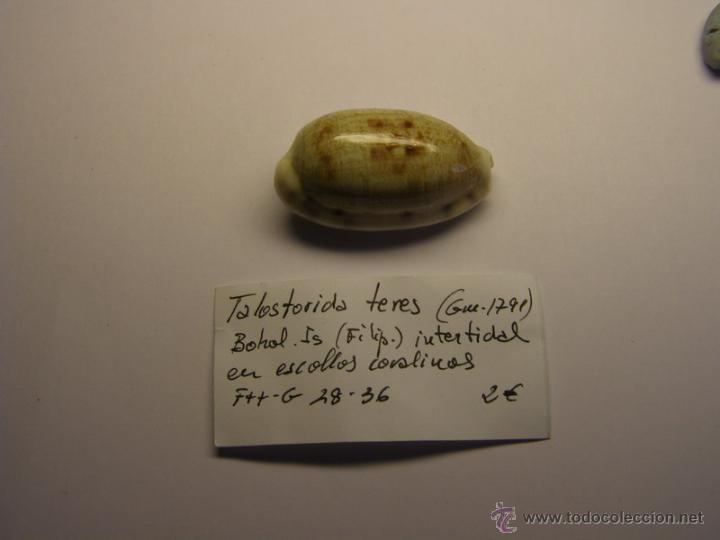 Coleccionismo de moluscos: Concha de cypraea Talostorida Teres. - Foto 1