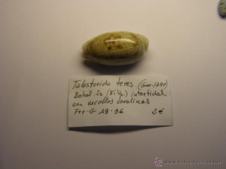 Coleccionismo de moluscos: Concha de cypraea Talostorida Teres. - Foto 2