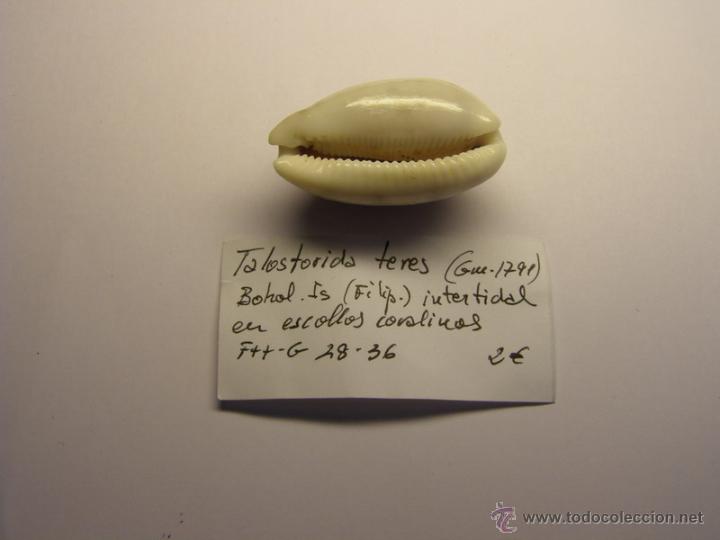 Coleccionismo de moluscos: Concha de cypraea Talostorida Teres. - Foto 3