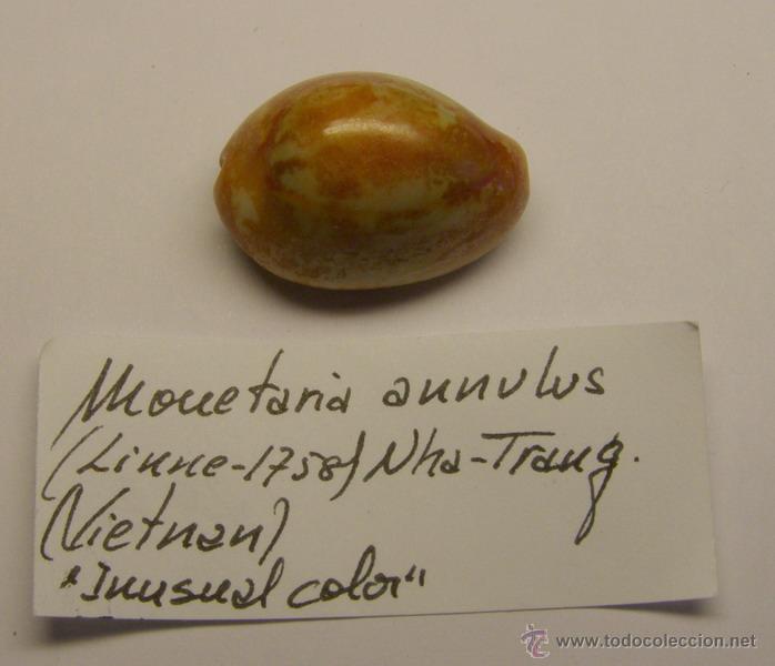 Coleccionismo de moluscos: Concha de cypraea Monetaria Annulus. - Foto 1
