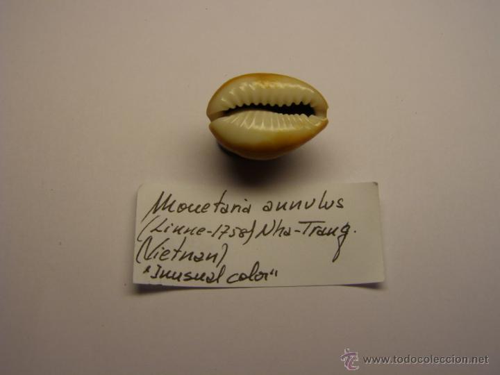 Coleccionismo de moluscos: Concha de cypraea Monetaria Annulus. - Foto 2