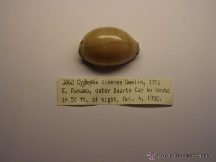 Coleccionismo de moluscos: Concha de cypraea Cinerea Gmelin - Foto 1