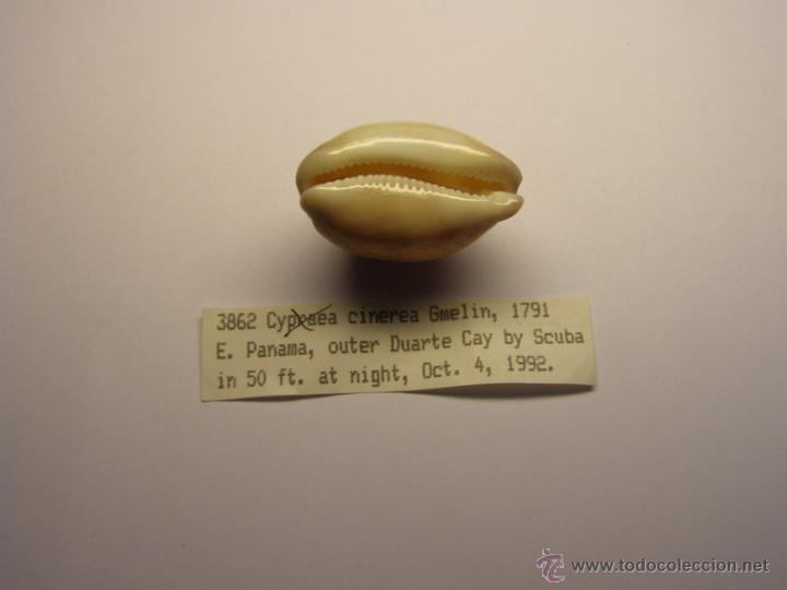 Coleccionismo de moluscos: Concha de cypraea Cinerea Gmelin - Foto 2