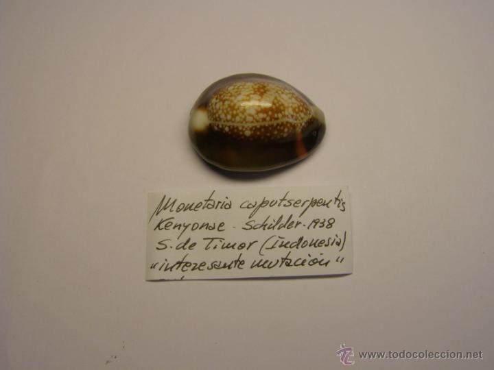 Coleccionismo de moluscos: Concha de cypraea Monetaria Caputserpentis. - Foto 1
