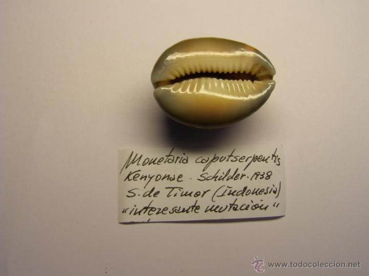 Coleccionismo de moluscos: Concha de cypraea Monetaria Caputserpentis. - Foto 2