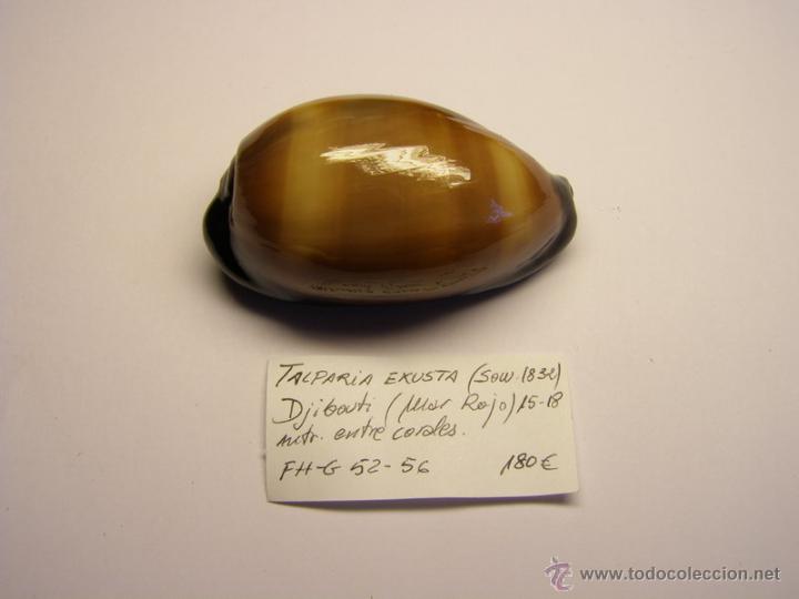 Coleccionismo de moluscos: Concha de cypraea Talparia Exusta. - Foto 1