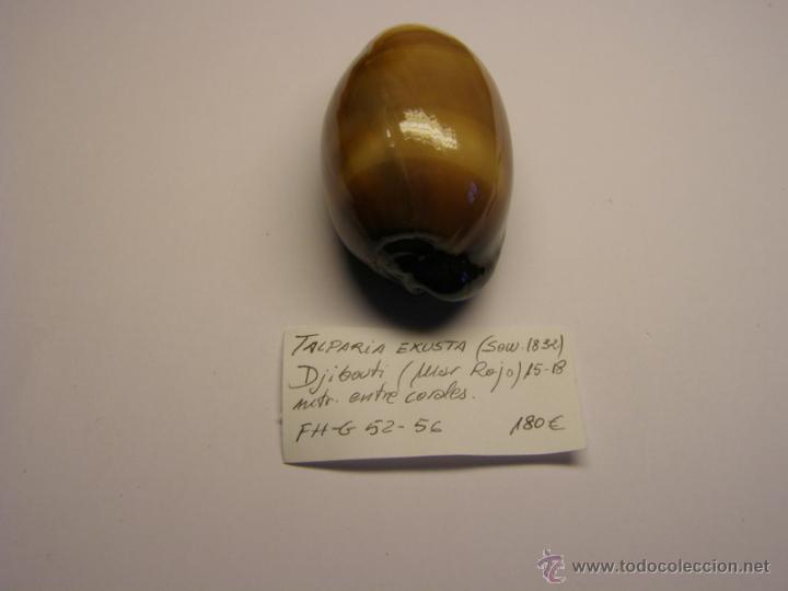 Coleccionismo de moluscos: Concha de cypraea Talparia Exusta. - Foto 2