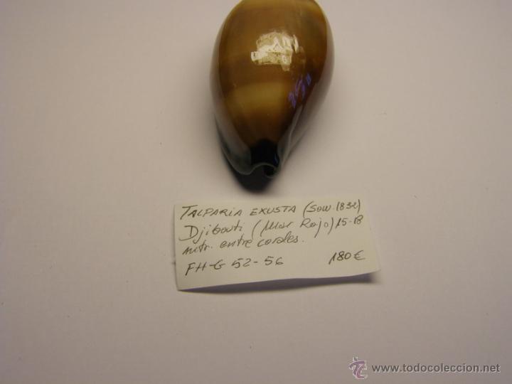 Coleccionismo de moluscos: Concha de cypraea Talparia Exusta. - Foto 3