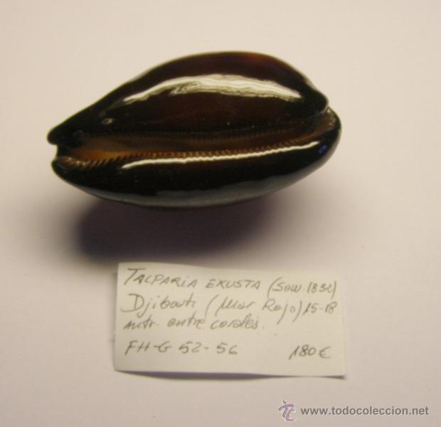 Coleccionismo de moluscos: Concha de cypraea Talparia Exusta. - Foto 4