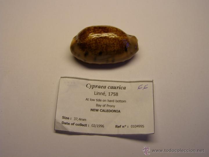 Coleccionismo de moluscos: Concha de cypraea Caurica. - Foto 1