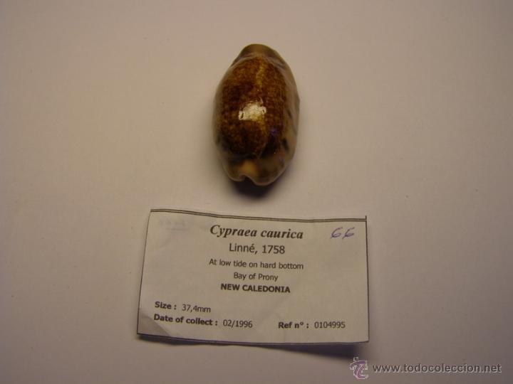 Coleccionismo de moluscos: Concha de cypraea Caurica. - Foto 2