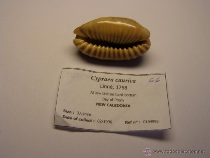 Coleccionismo de moluscos: Concha de cypraea Caurica. - Foto 3