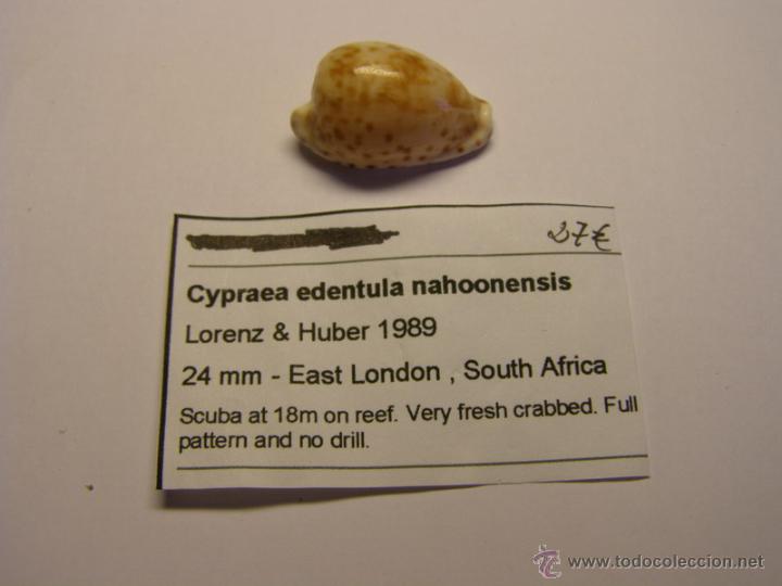Coleccionismo de moluscos: Concha de Cypraea Edentula Nahoonensis. - Foto 1