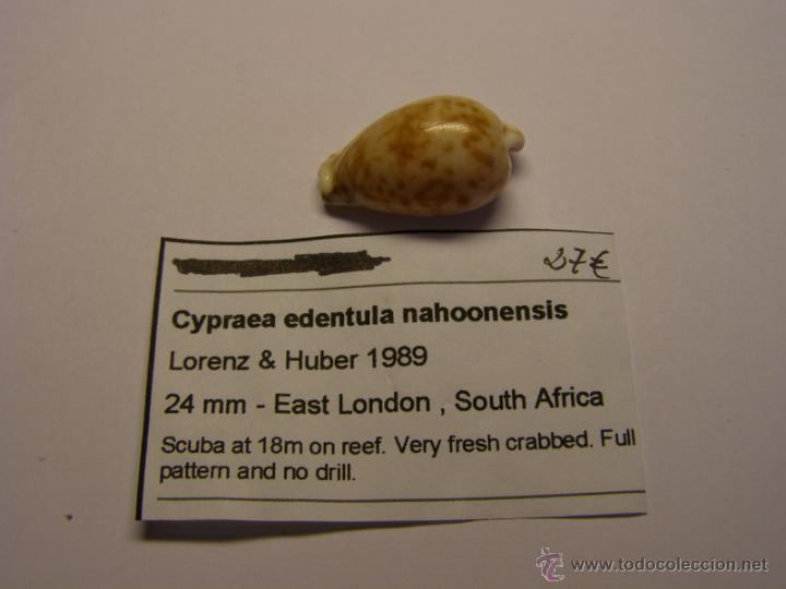 Coleccionismo de moluscos: Concha de Cypraea Edentula Nahoonensis. - Foto 2