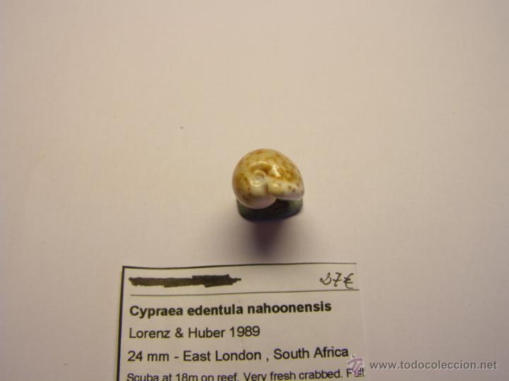 Coleccionismo de moluscos: Concha de Cypraea Edentula Nahoonensis. - Foto 3