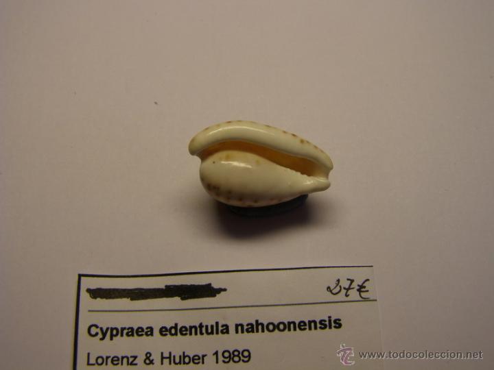Coleccionismo de moluscos: Concha de Cypraea Edentula Nahoonensis. - Foto 4