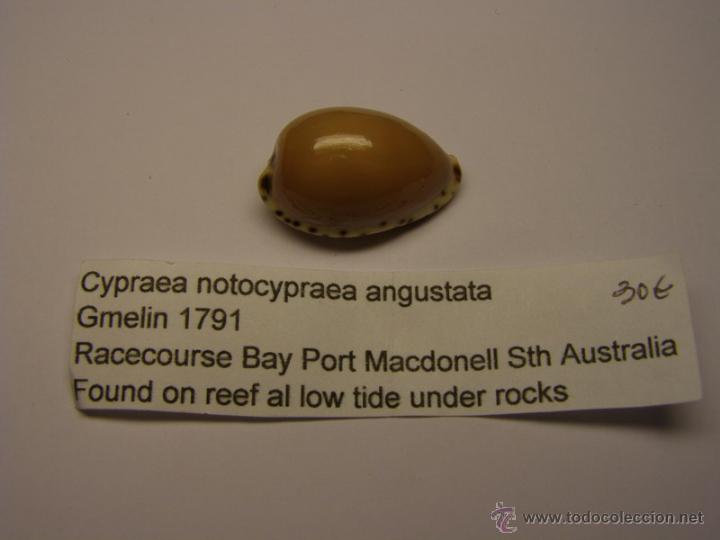 Coleccionismo de moluscos: Concha de Cypraea Notocypraea Angustata. - Foto 1