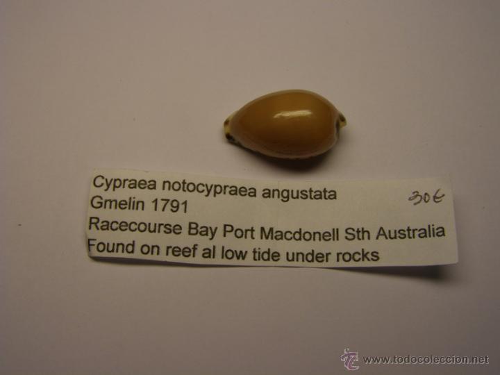 Coleccionismo de moluscos: Concha de Cypraea Notocypraea Angustata. - Foto 2