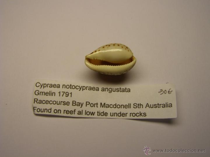 Coleccionismo de moluscos: Concha de Cypraea Notocypraea Angustata. - Foto 3