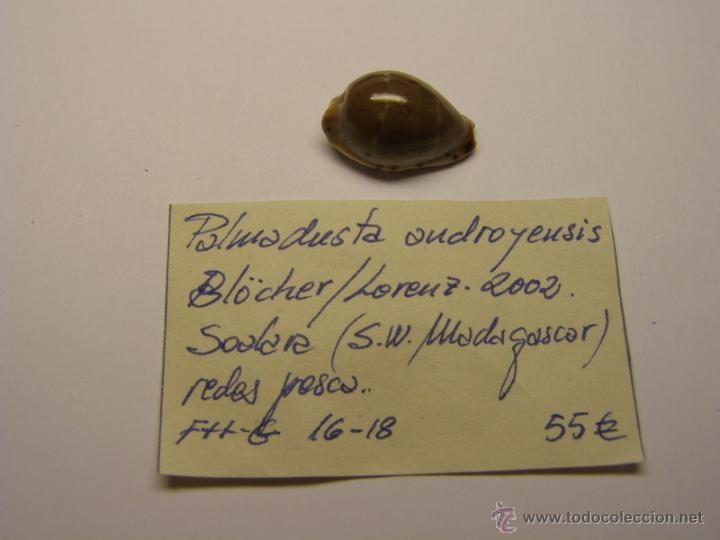 Coleccionismo de moluscos: Concha de Cypraea Palmadusta Androyensis. - Foto 1