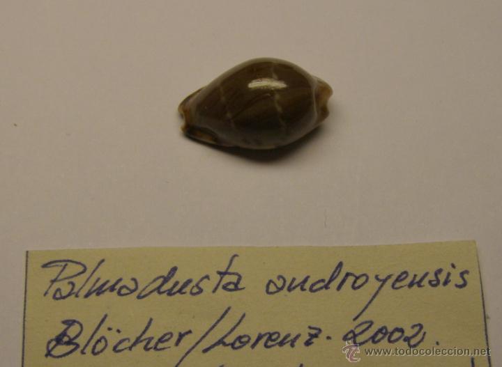 Coleccionismo de moluscos: Concha de Cypraea Palmadusta Androyensis. - Foto 2