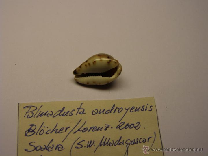 Coleccionismo de moluscos: Concha de Cypraea Palmadusta Androyensis. - Foto 3