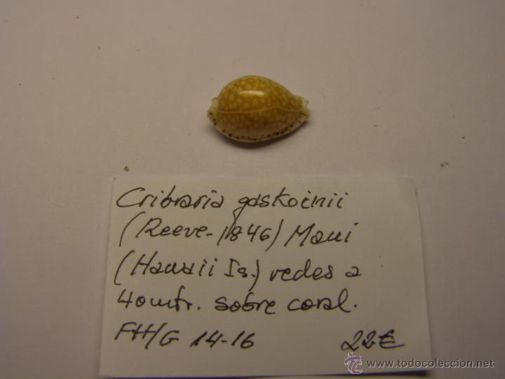 Coleccionismo de moluscos: Concha de Cypraea Cribaria Gaskoinii. - Foto 1