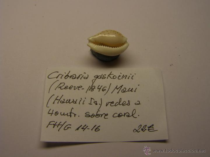 Coleccionismo de moluscos: Concha de Cypraea Cribaria Gaskoinii. - Foto 2