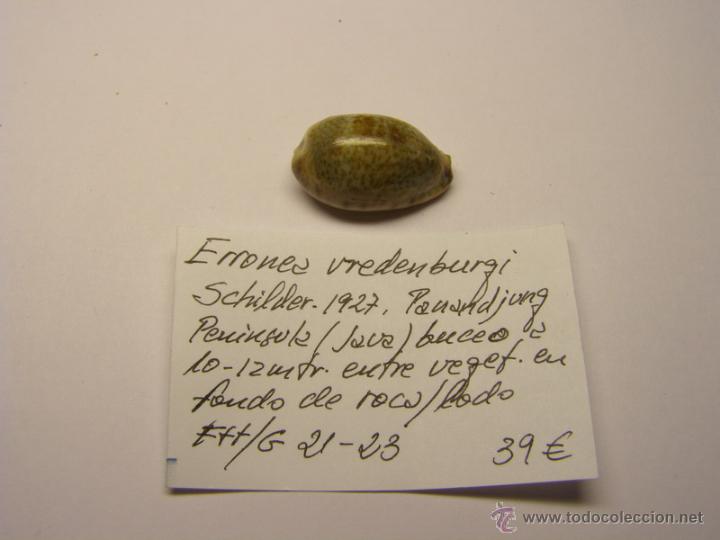 Coleccionismo de moluscos: Concha de Cypraea Erronea Vrendenburgi. - Foto 2