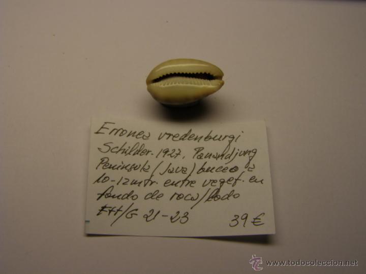 Coleccionismo de moluscos: Concha de Cypraea Erronea Vrendenburgi. - Foto 3