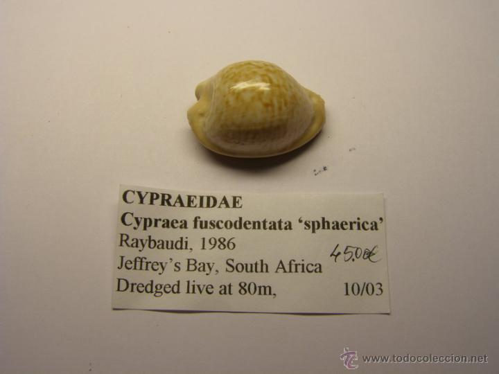 Coleccionismo de moluscos: Concha de Cypraea Fuscodentata sphaerica. - Foto 1
