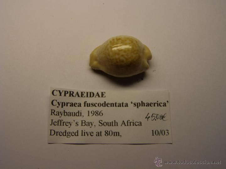 Coleccionismo de moluscos: Concha de Cypraea Fuscodentata sphaerica. - Foto 2